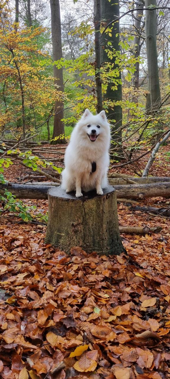 En lille efterårs mås 🍁🥰