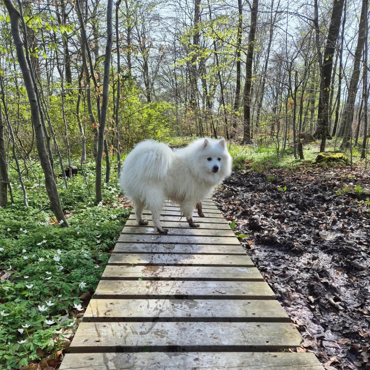 En anden dejlig tur med måsen 🥰