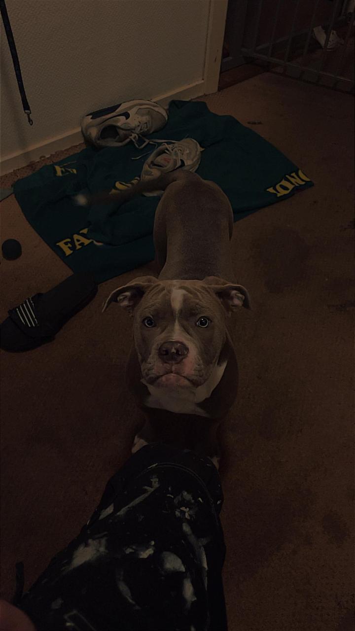 Old english  bulldog 
Navn ellie 
