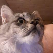 Bamseskat