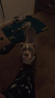 Old english  bulldog 
Navn ellie 
