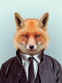 ox