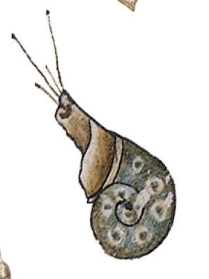 Snegl