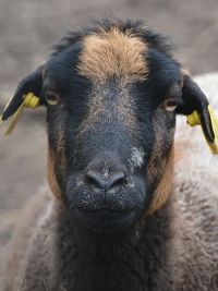 Lamb