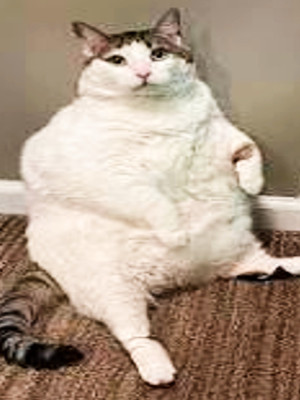 Emoteknofisk
