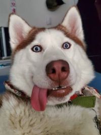 ScrumptiousDawg