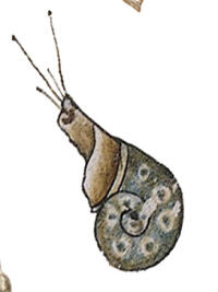 Snegl